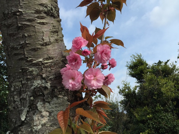 桜は散ってしまいましたが・・・