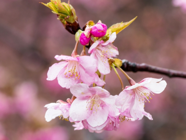 河津桜が咲き始めました。