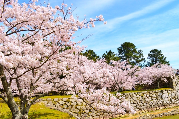 指月公園さくら