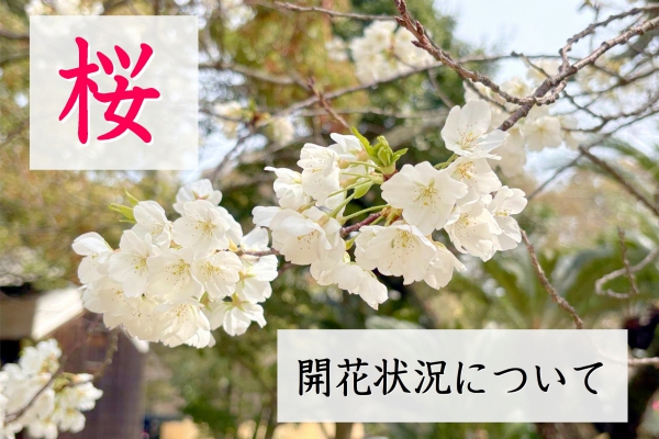 萩の桜の開花状況について